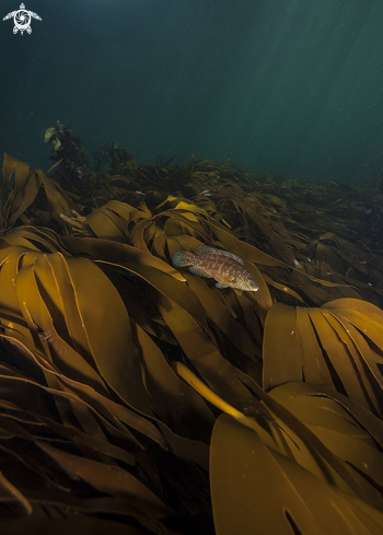 A Kelp forest