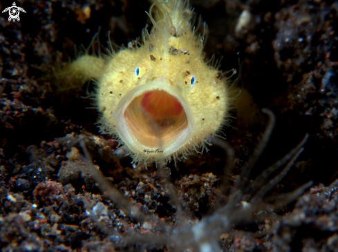 A froggy-Antennarius striatus