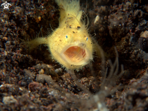 A froggy-Antennarius striatus