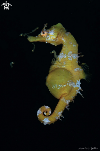 A Seahorse