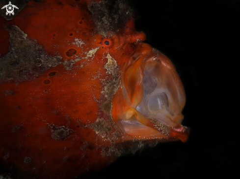 A orange frog fish