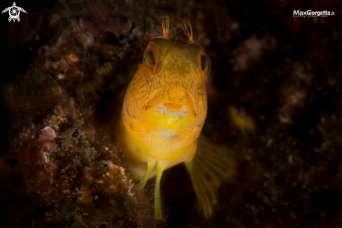 A blenny