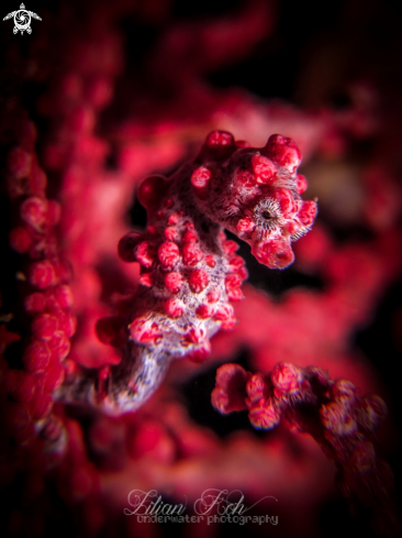 A Hippocampus bargibanti | Pygmy seahorse