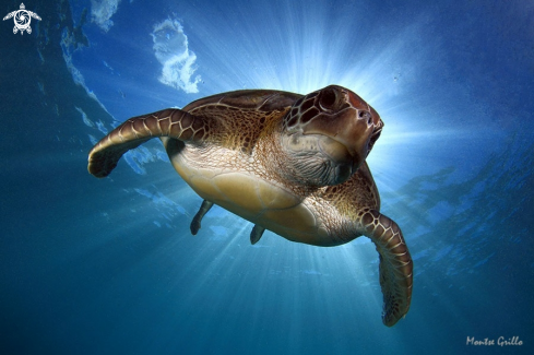 A Green turtle 