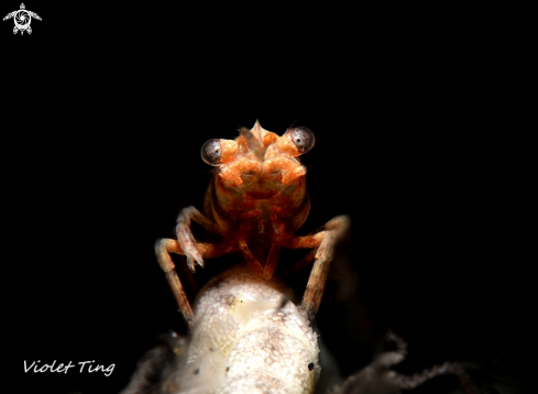 Basket star shrimp