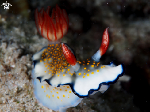 A Nudibranch