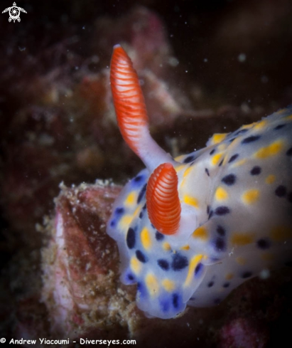 A Hypselodoris Infucata Nudibranch | 