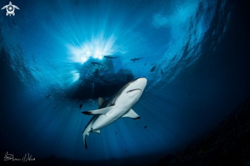 A Blacktop Reef Shark