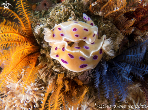 A Ink Spot Nudibranch