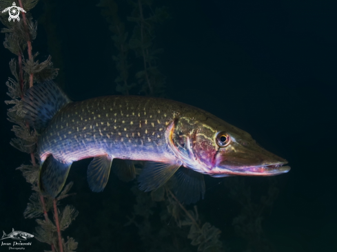 A Esox lucius | Štuka / Pike.