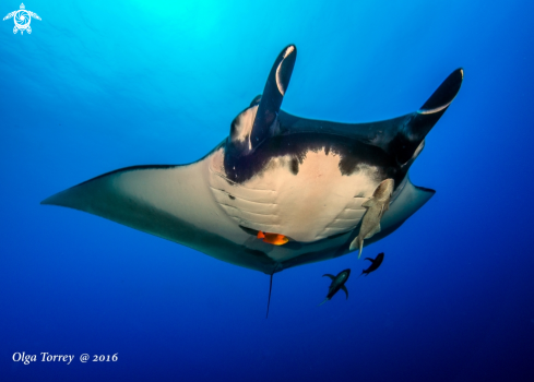 A Giant Oceanic Manta Rsy