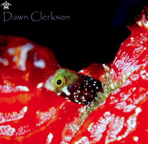A Acanthemblemaria Spinosa | Spinyhead Blenny