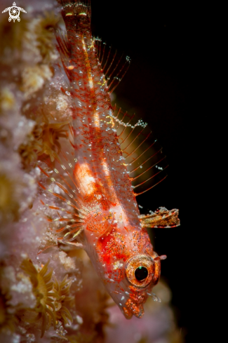 A Triple Fin Blenny