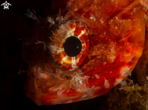 A Scorpaena notata | Scorfanotto,Small red scorpion fish