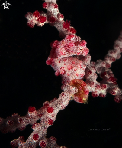 A Hippocampus bargibanti | Pygmy seahorse,Cavalluccio pigmeo