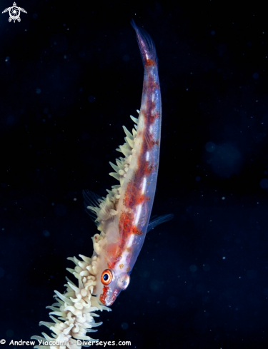 A Tiger Goby