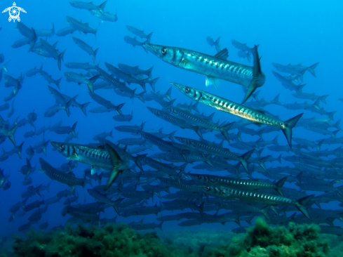 A barracuda