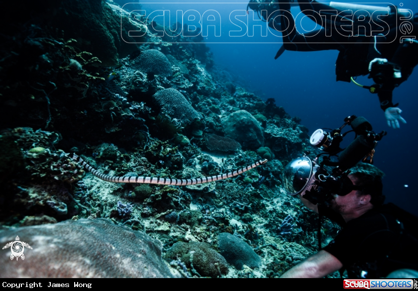 A Banded Sea Snake
