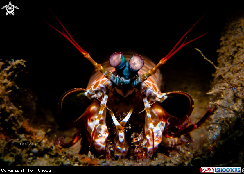 A Mantis Shrimp
