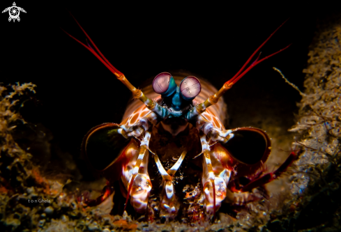 A Mantis Shrimp