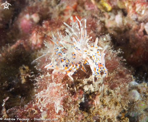 A Spiny Tiger Shrimp