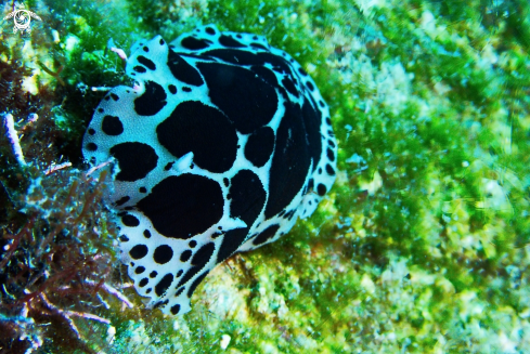 A Nudibranchs