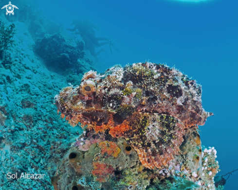 A scorpionfish