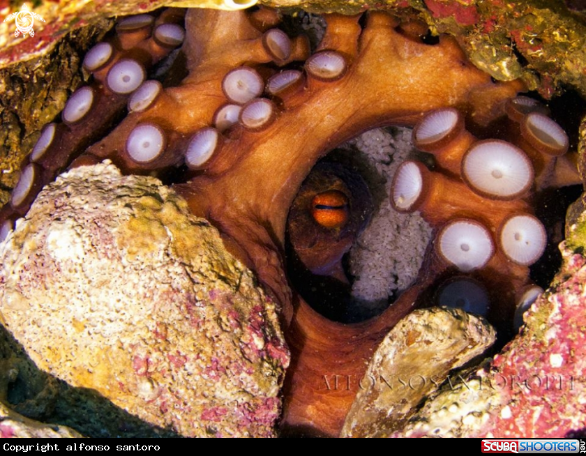 A octopus and eggs