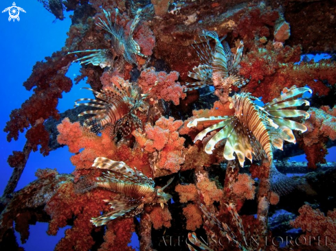 A pterois