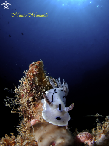 A Nudibranch