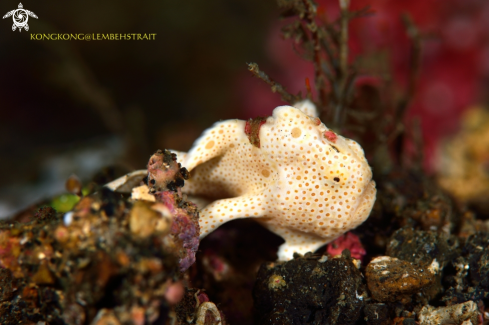 A Painted Frogfish