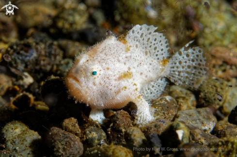 A Frog Fish