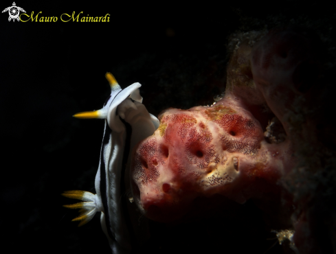 A Nudibranch