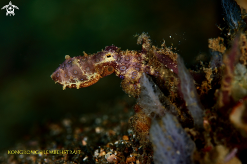 A Blue Ringed Octopus 