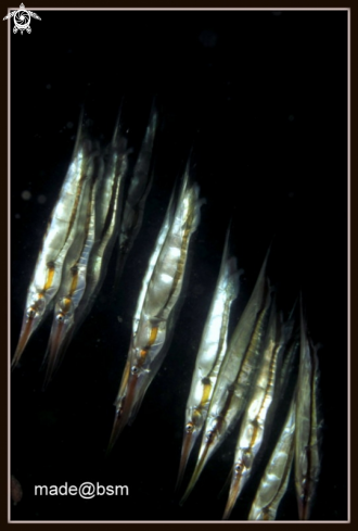 A Razorblade Fish