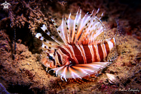 A Lionfish