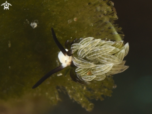 A Sheep Nudi