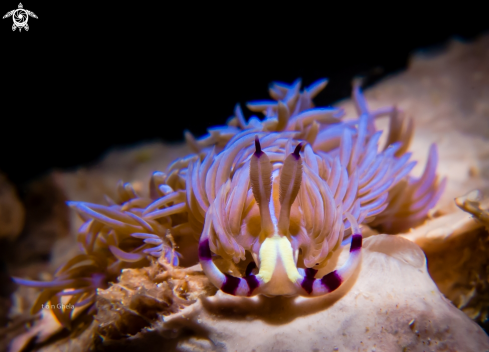 A Pteraeolidia semperi | Nudibranch