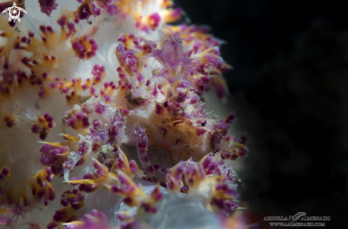 A soft coral crab