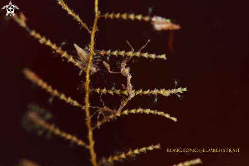 A Skeleton Shrimp