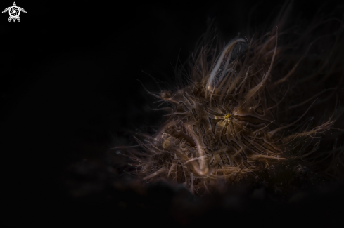 A Antennarius striatus | Hairy Frogfish  pesce rana peloso 