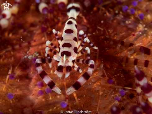 A Coleman shrimp