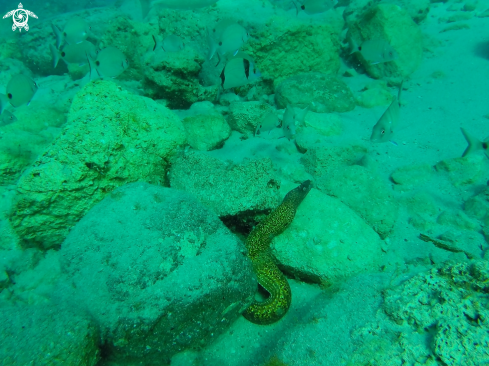 A Eel Moray