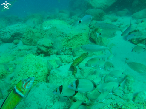 A Eel Moray