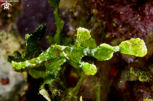 A Solenostomus Halimeda  | Pipa fantasma 