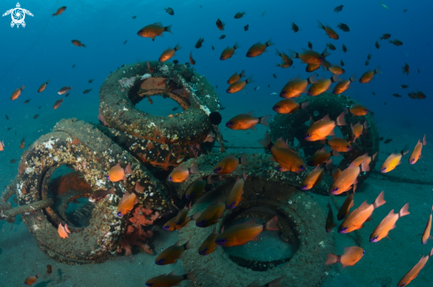 A Cardinalfish