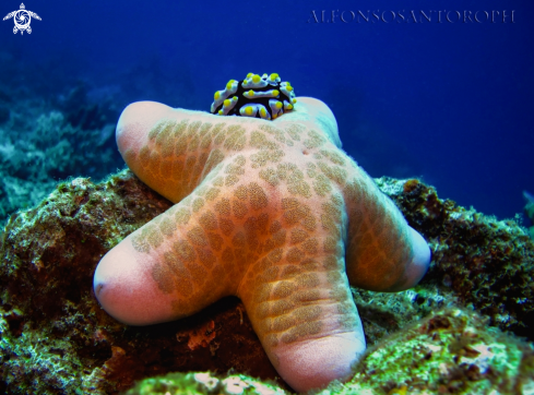 A stella con nudi