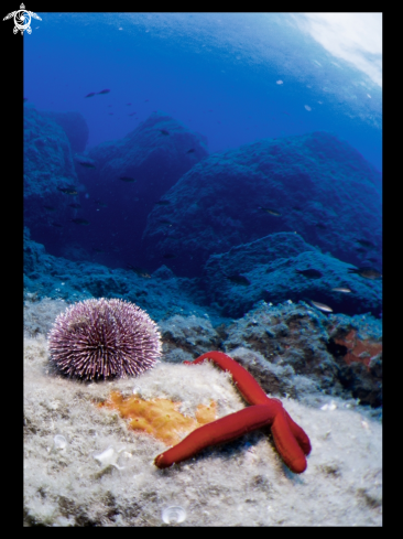 A Starfish with paracentrotus lividus