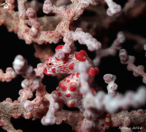 A Pygmy seahorse