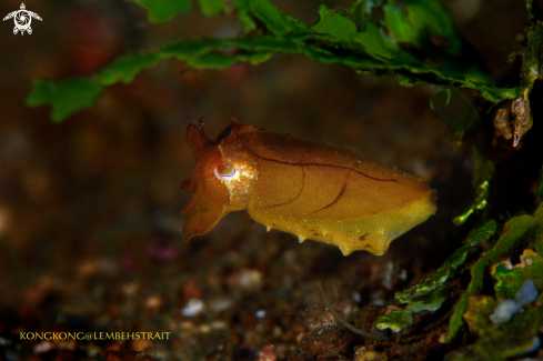 A Pygme Cuttlefish